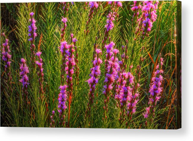 Wildflower Acrylic Print featuring the photograph Liatris Punctata by Bruce Morrison