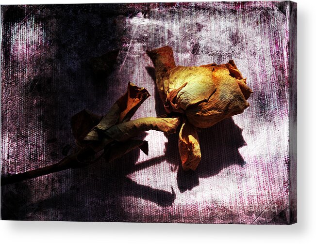 Rose Acrylic Print featuring the photograph Life Ended by Randi Grace Nilsberg