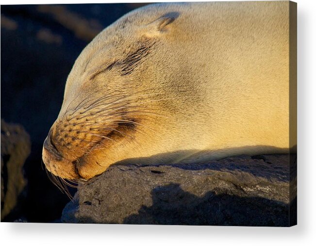 Sealion Acrylic Print featuring the photograph Life in Paradise by Allan Morrison