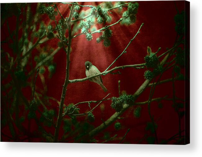 Nature Photography Acrylic Print featuring the photograph Life is a Song by Bonnie Bruno