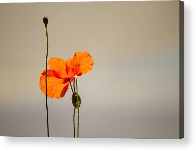Poppy Acrylic Print featuring the photograph Life by Spikey Mouse Photography