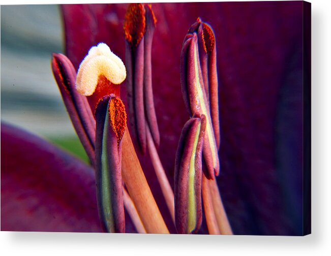 Eric Rundle Acrylic Print featuring the photograph Life of a Lily by Eric Rundle