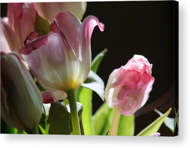Flowers Acrylic Print featuring the photograph Light and life by Lily K