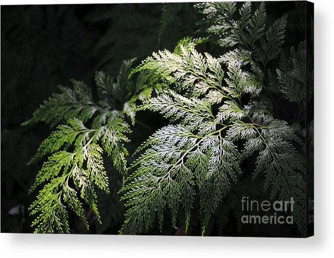Evergreen Acrylic Print featuring the photograph Light on the Fern by Sarah Schroder