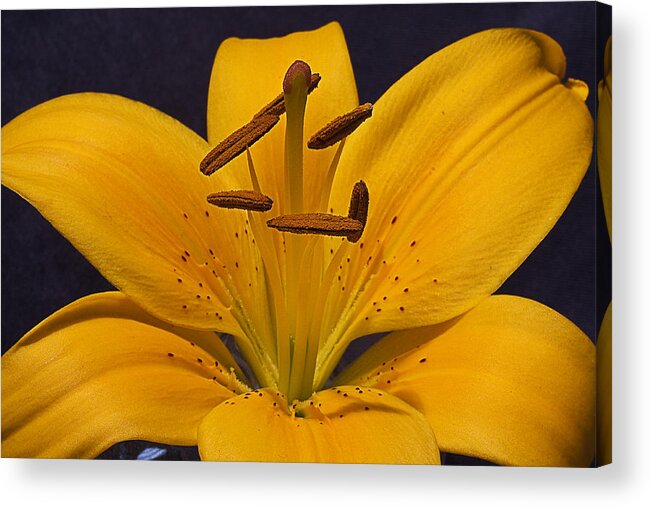 Lily Acrylic Print featuring the photograph Light Touch lll by Shirley Mitchell