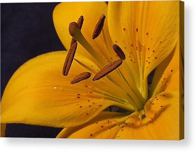 Lily Acrylic Print featuring the photograph Light Touch lV by Shirley Mitchell