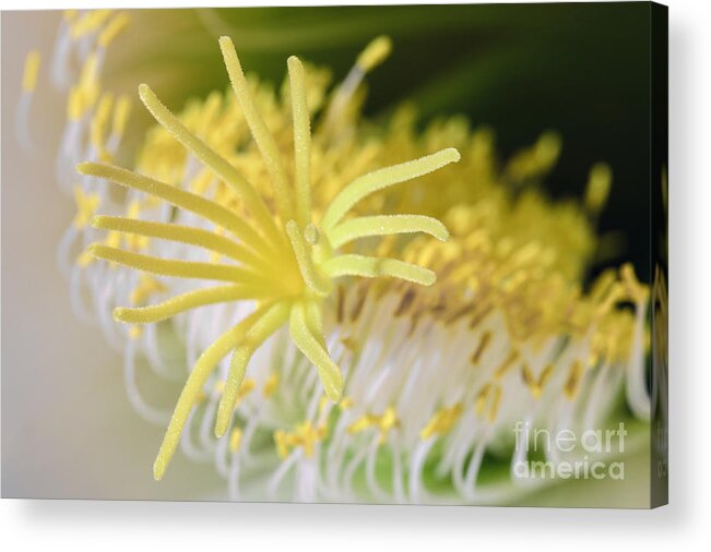 Cactus Acrylic Print featuring the photograph Like a Spider by Tamara Becker