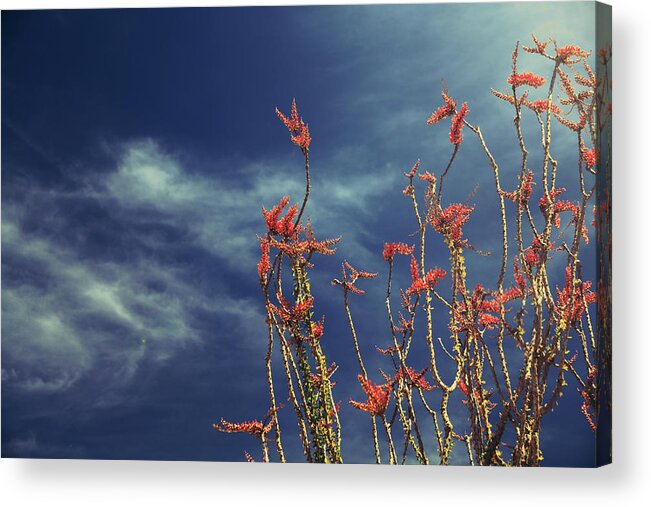 Joshua Tree National Park Acrylic Print featuring the photograph Like Flying Amongst the Clouds by Laurie Search