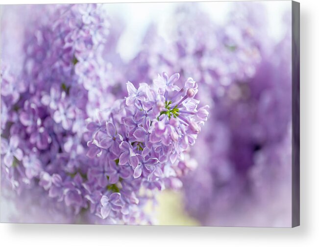 Lilac Acrylic Print featuring the photograph Lilac Glow 5 by Jenny Rainbow