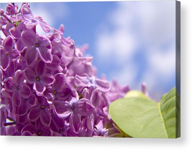 Brooklyn Acrylic Print featuring the photograph Lilac by Keith Thomson