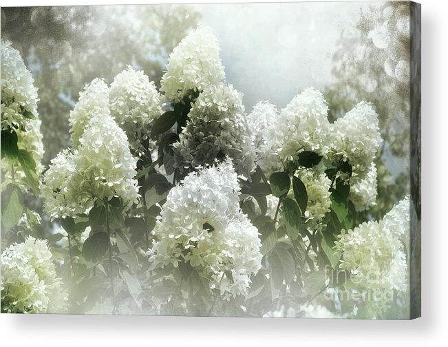 Flowers Acrylic Print featuring the photograph Lilac Cloud by Elaine Manley