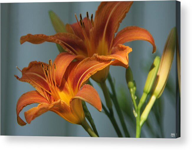 Flowers Acrylic Print featuring the photograph Lilies 1 by John Meader