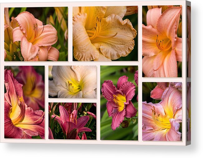 Daylilies Acrylic Print featuring the photograph Lilies and Daylilies Eight Collage by Theo OConnor