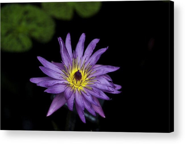 Close-ups Acrylic Print featuring the photograph Lilly Glow by Donald Brown