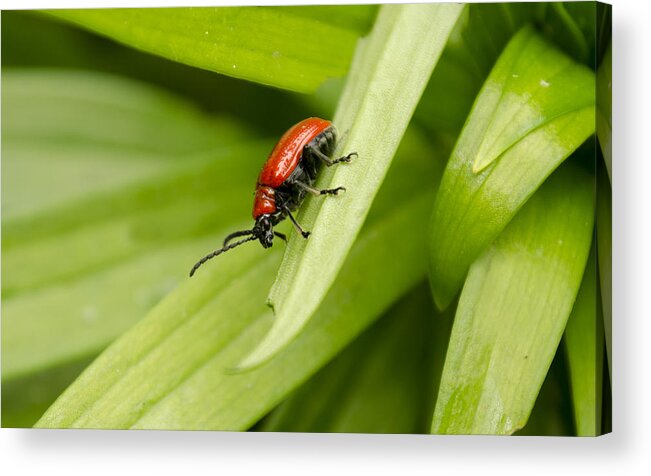 Lily Beetle Acrylic Print featuring the photograph Lily Beetle by Spikey Mouse Photography