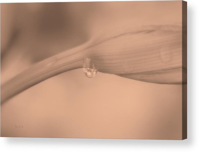 Flower Acrylic Print featuring the photograph Lily Impressions Two by Bob Orsillo