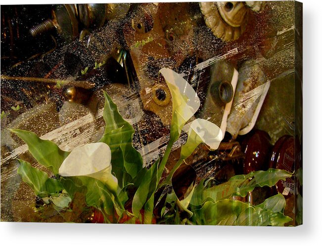 Calla Lily Acrylic Print featuring the photograph Lily of the Scrap Pile by Laureen Murtha Menzl