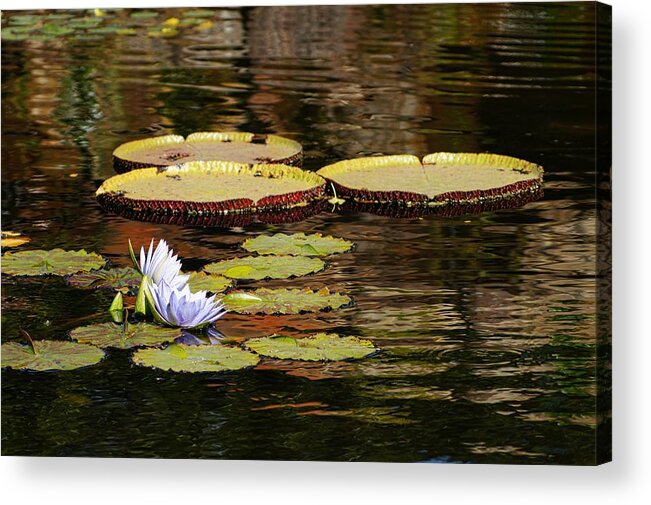 Lily Pad Acrylic Print featuring the photograph Lily Pad by Kathy Churchman