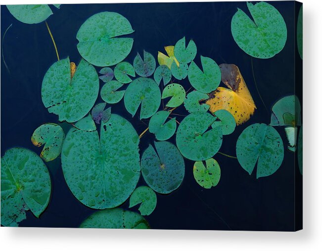 Nature Acrylic Print featuring the photograph Lily Pads by Steven Clipperton