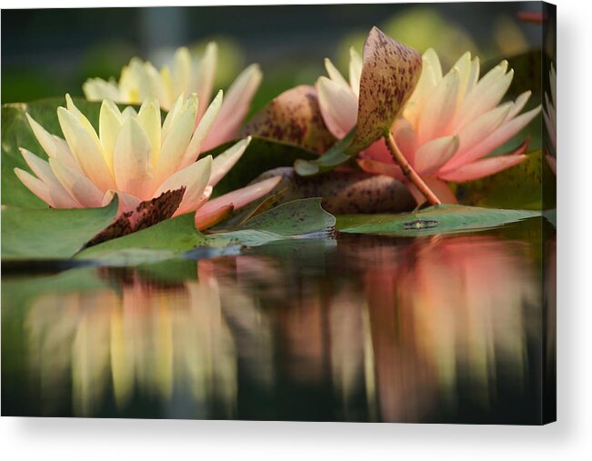 Water Lily Acrylic Print featuring the photograph Lily Reflections 1 by Leda Robertson