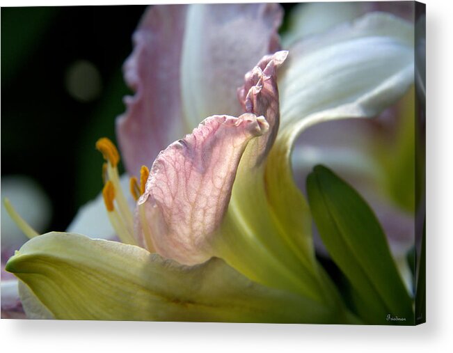 Nature Acrylic Print featuring the photograph Lily Study II by Michael Friedman