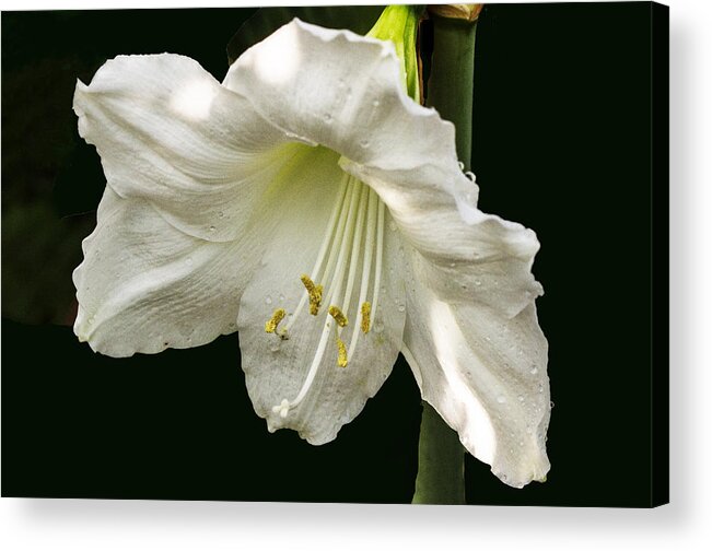 Flower Acrylic Print featuring the photograph Lily by Suanne Forster