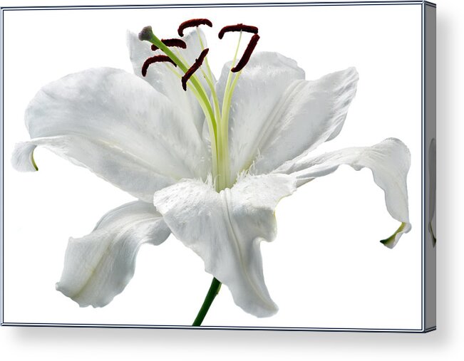 Lily Acrylic Print featuring the photograph Lily White. by Terence Davis
