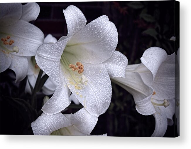 Lily Acrylic Print featuring the photograph Lily with rain droplets by Bonnie Willis