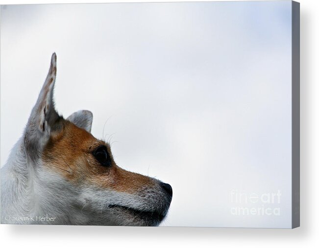Dog Acrylic Print featuring the photograph Limitless by Susan Herber