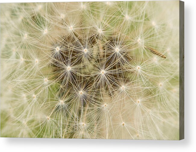 Flowers Acrylic Print featuring the photograph Lines and Patterns by Jennifer Grossnickle