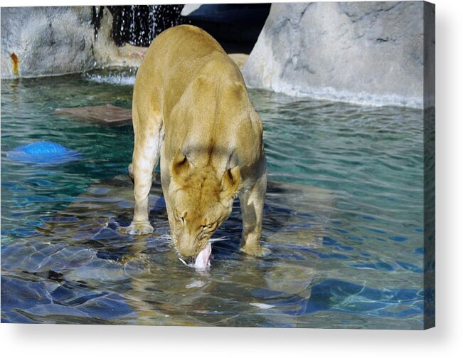 Lions Tigers And Bears Acrylic Print featuring the photograph Lion 3 by Phyllis Spoor