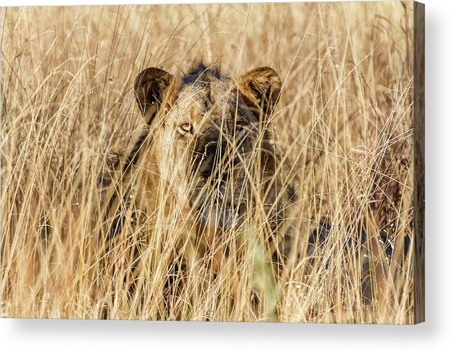 Hiding Acrylic Print featuring the photograph Lioness Laying In Tall Grass by Pixelchrome Inc