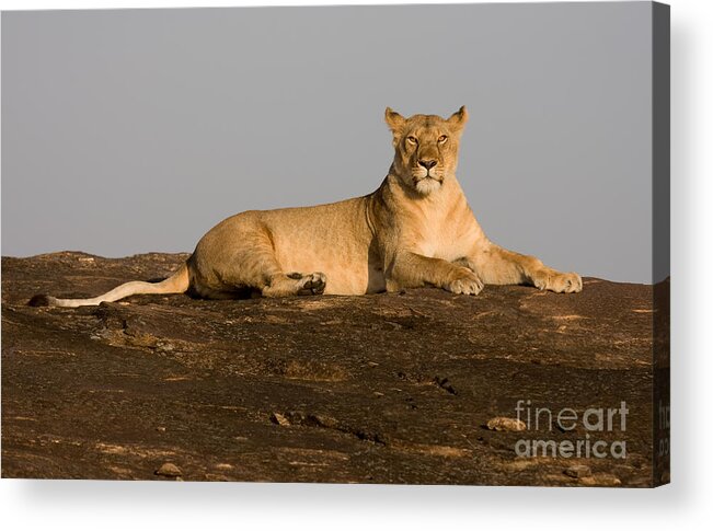Lion Acrylic Print featuring the photograph Commanding View by Chris Scroggins