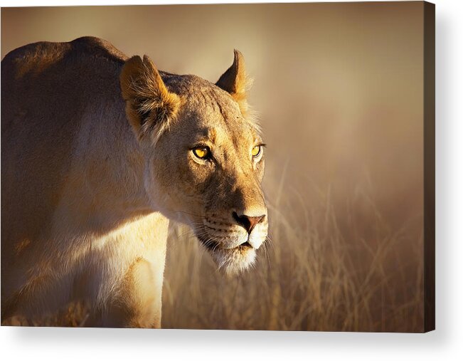#faatoppicks Acrylic Print featuring the photograph Lioness portrait-1 by Johan Swanepoel