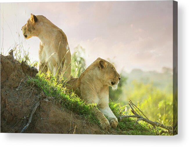 Vertebrate Acrylic Print featuring the photograph Lions In Kruger Wildlife Reserve by Tunart