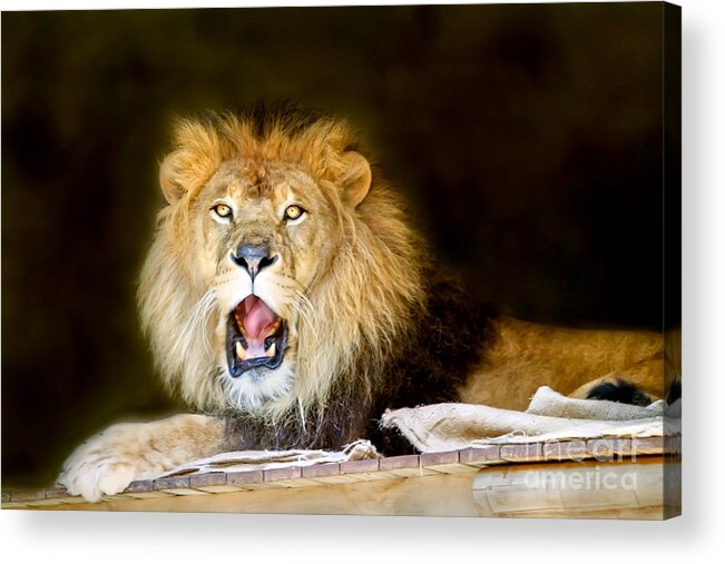 Lion Acrylic Print featuring the digital art Lion's Pride by Shannon Rogers