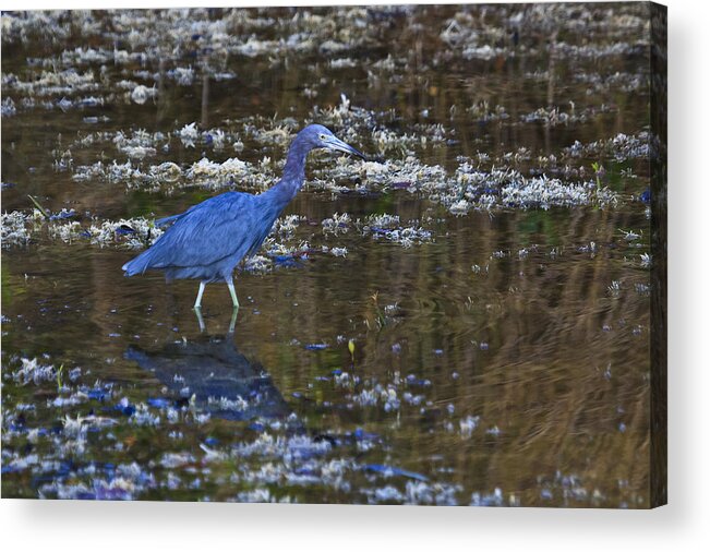 Sanibel Acrylic Print featuring the photograph Little Blue Heron by Gary Hall