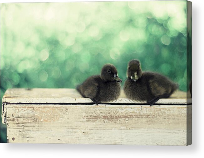 Duck Photography Acrylic Print featuring the photograph Little Buddies by Amy Tyler