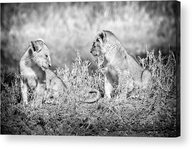 3scape Acrylic Print featuring the photograph Little Lion Cub Brothers by Adam Romanowicz