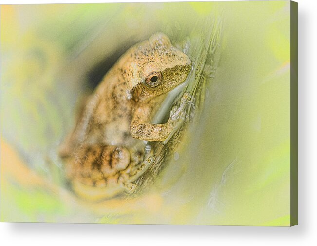 Frog Acrylic Print featuring the photograph Little Peeper by Sue Capuano