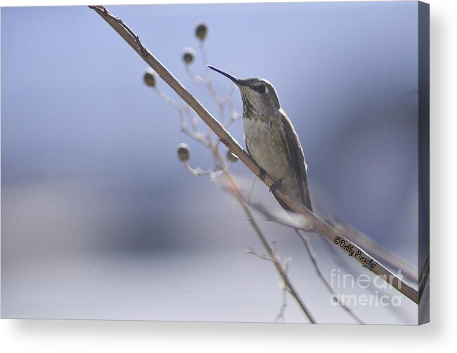 #male Anna #bird #hummingbird #fierce #neck Feathers #iridescent Feathers #territory #feathers #beak #blue Sky #sky Acrylic Print featuring the photograph Little Red by Debby Pueschel