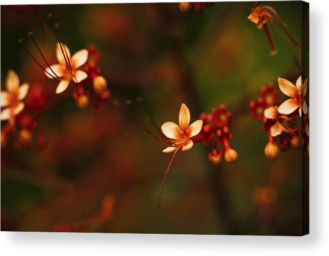 Flowers Acrylic Print featuring the photograph Little Red Flowers by Bradley R Youngberg