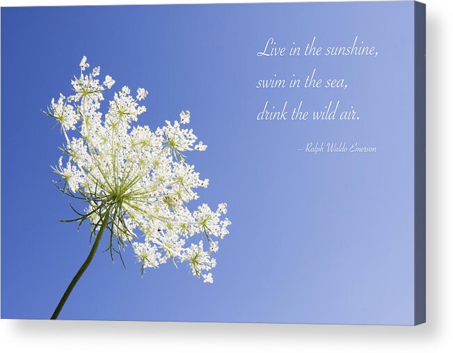 Queen Anne's Lace Acrylic Print featuring the photograph Live in the Sunshine by Patty Colabuono