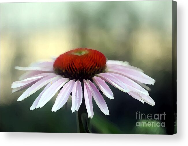 Flowers Acrylic Print featuring the photograph Lone flower by Yumi Johnson