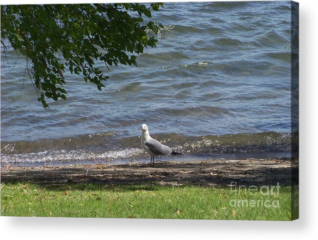 Gull Acrylic Print featuring the photograph Lone Gull by Charles Robinson