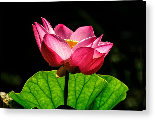 5-places Acrylic Print featuring the photograph Lone Lotus Blossom by Louis Dallara