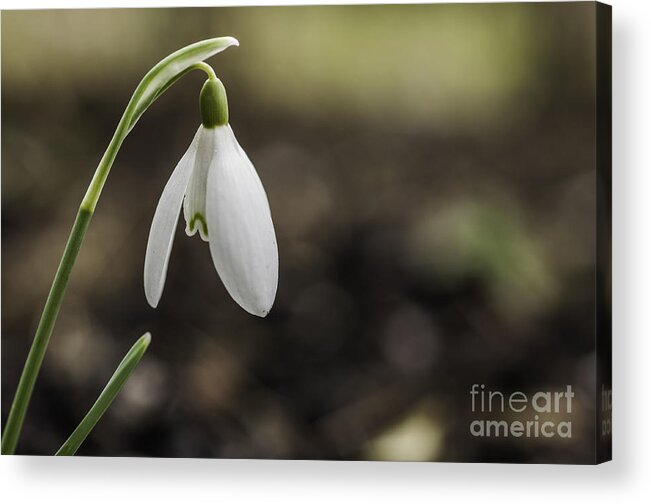 Snowdrop; Galanthus; Snowdrops; Spring; Plant; Flower; Nature; Blossom; Green; White; Leaf; Beautiful; Floral; Petal; Season; Garden; Bloom; Winter; Closeup; Macro; Bouquet; Beauty; Color; Outdoor; Head; Flora; Natural; Stem; Botany; Growth; Life; Outdoors; Small; Bright; Grow; Clean; Herbal; Botanic; Growing; Fragile; Botanical; Seasons; Bulbous; Bulb; Flowering; Fragility; Flowerbed; Pretty Acrylic Print featuring the photograph Lone Snowdrop by Steve Purnell