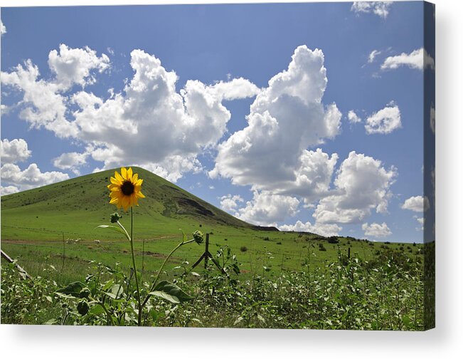 Sunflower Acrylic Print featuring the photograph Lone Sunflower by Jeanne May