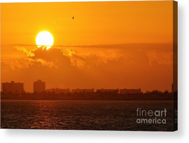 Sunrise Acrylic Print featuring the photograph Lone Tern at Sunrise by Lynda Dawson-Youngclaus