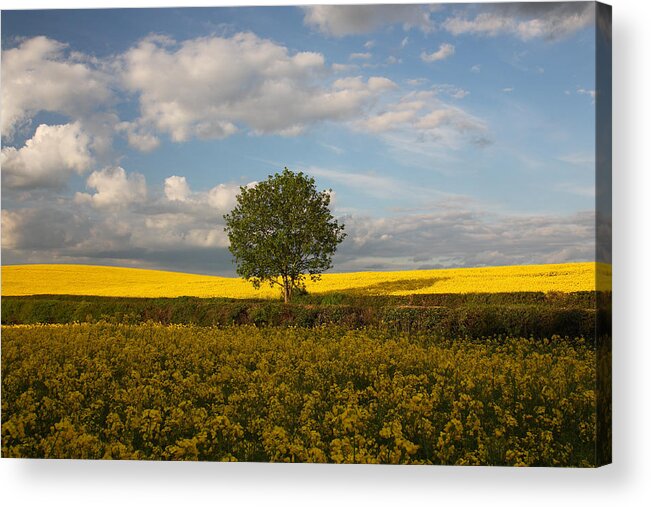 Lone Tree Acrylic Print featuring the photograph Lone Tree by Graham Custance